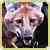 :icondoctor-wolfman: