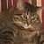 :icondoctorwhogirl666: