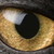 :icondoddle4cats:
