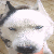 :icondog-boy: