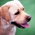 :icondog-paw: