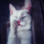 :icondog362: