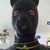 :icondog534: