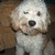 :icondog78223: