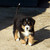 :icondogcatfish: