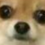 dogeyplz :icondogeyplz: