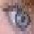 :icondoggette-94: