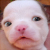 :icondoggieplz: