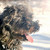 :icondoghouset: