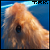 :iconDogi97: