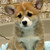 :icondoglover26: