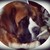 :icondogongrass: