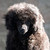 :icondogphotographer: