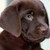 :icondogsandcats59: