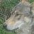 :icondogtorcam: