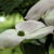 :icondogwood64664: