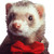 :icondokiferret: