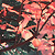 :icondolcespring: