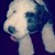 :icondolks: