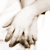 :icondolloflight: