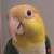 :icondollyzmom: