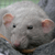 :icondolorousrattus:
