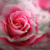 :icondolphinie: