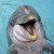 :icondolphinluver123: