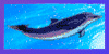 :icondolphinsandwhales: