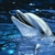 :icondolphium: