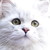:icondomadesign: