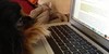 :icondomesticatedanimals: