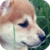 :icondominika2277: