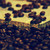:icondominophotography: