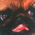 :iconDominque: