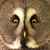 Domoraptor :icondomoraptor: