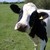 :icondonaldthecow: