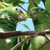 :icondoncricri: