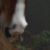 :icondonkeyburro: