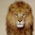 :icondonnalioness: