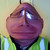 :icondonrak: