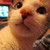:icondonyle: