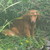 :icondoo-dah: