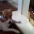 :icondoodledogs5: