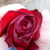 :icondoodlemonster1234: