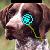 :icondoom-wolf: