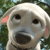 :icondoombo-saves-the-day: