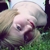 :icondora-mcstar: