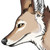 :icondorhina: