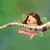 :icondori01: